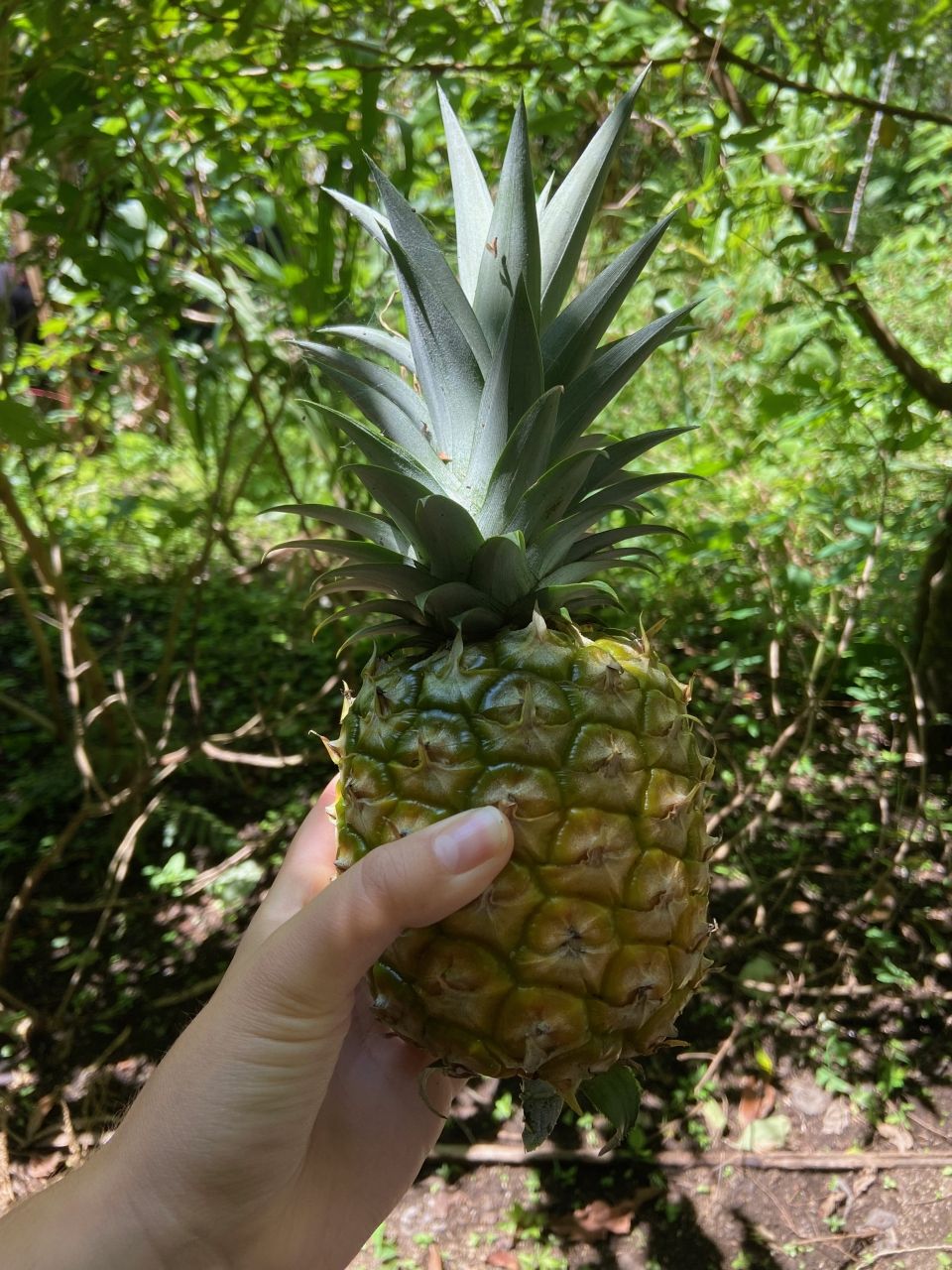 Photo for blog post La Finca Feminista: The Legacy and History of Women in Agriculture