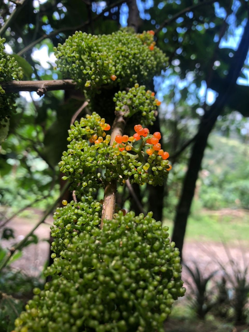 Photo for blog post La Finca Feminista: The Legacy and History of Women in Agriculture