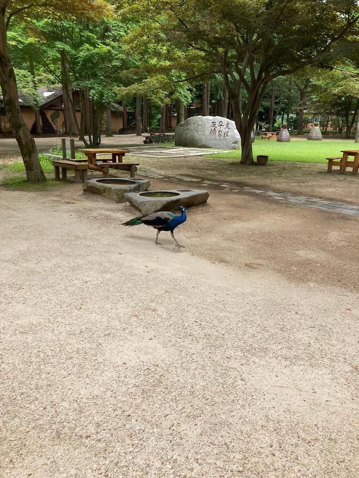 Photo for blog post The Chronicles of Nami Island