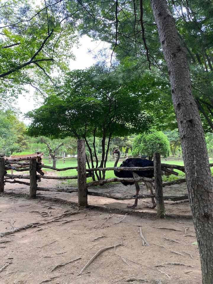 Photo for blog post The Chronicles of Nami Island