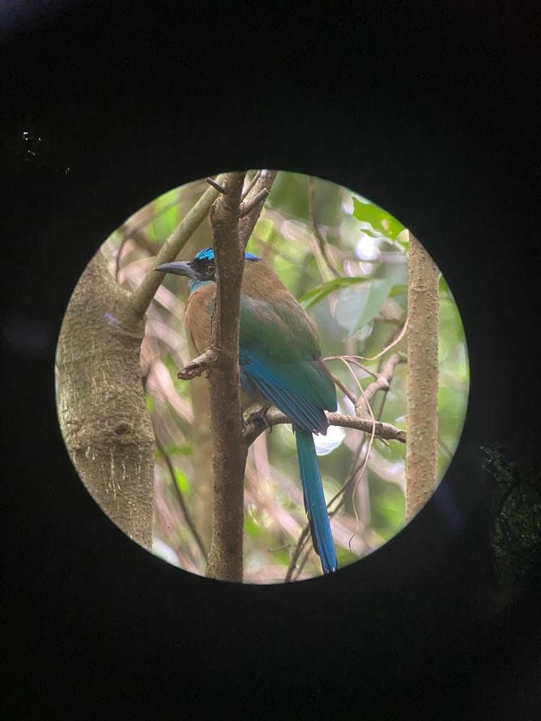 Photo for blog post Children's Eternal Rainforest Guided Tour