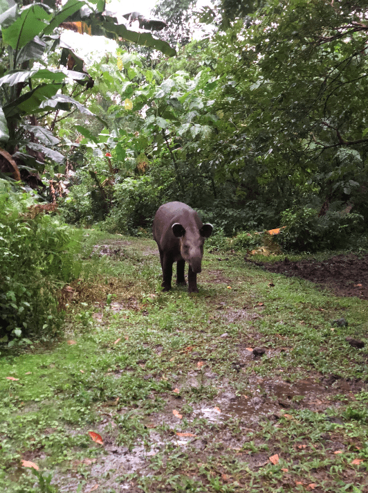Photo for blog post Between tapirs and celestial water