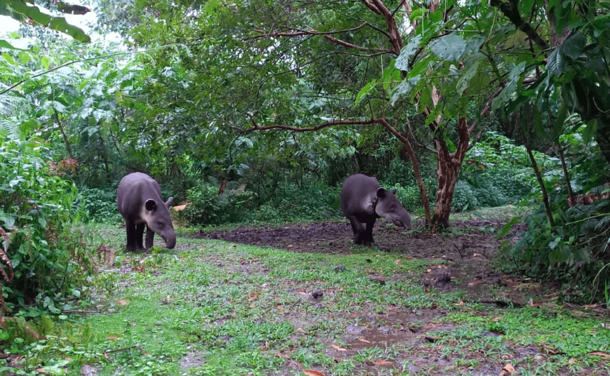 Photo for blog post Between tapirs and celestial water