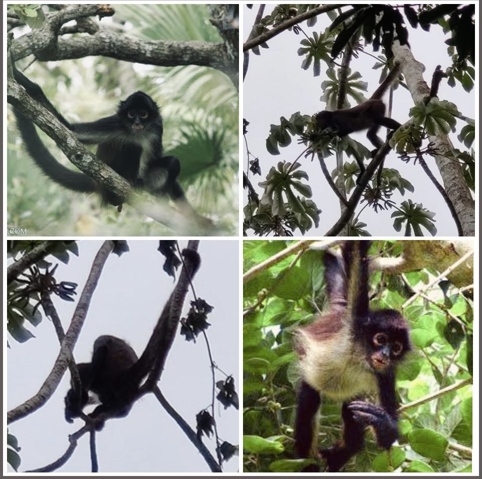 Photo for blog post Punta Laguna Monkey Sanctuary (Otoch Ma'ax Yetel Kooh)