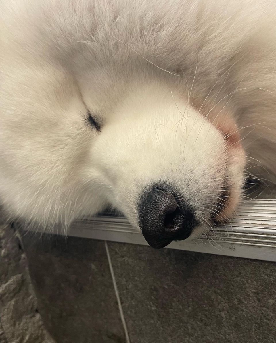 cute dog at a cafe in south korea