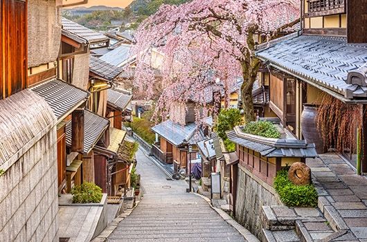 kyoto side street cherry blossom
