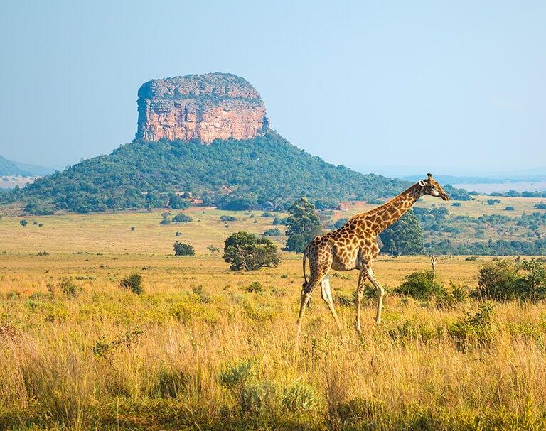 botswana giraffe