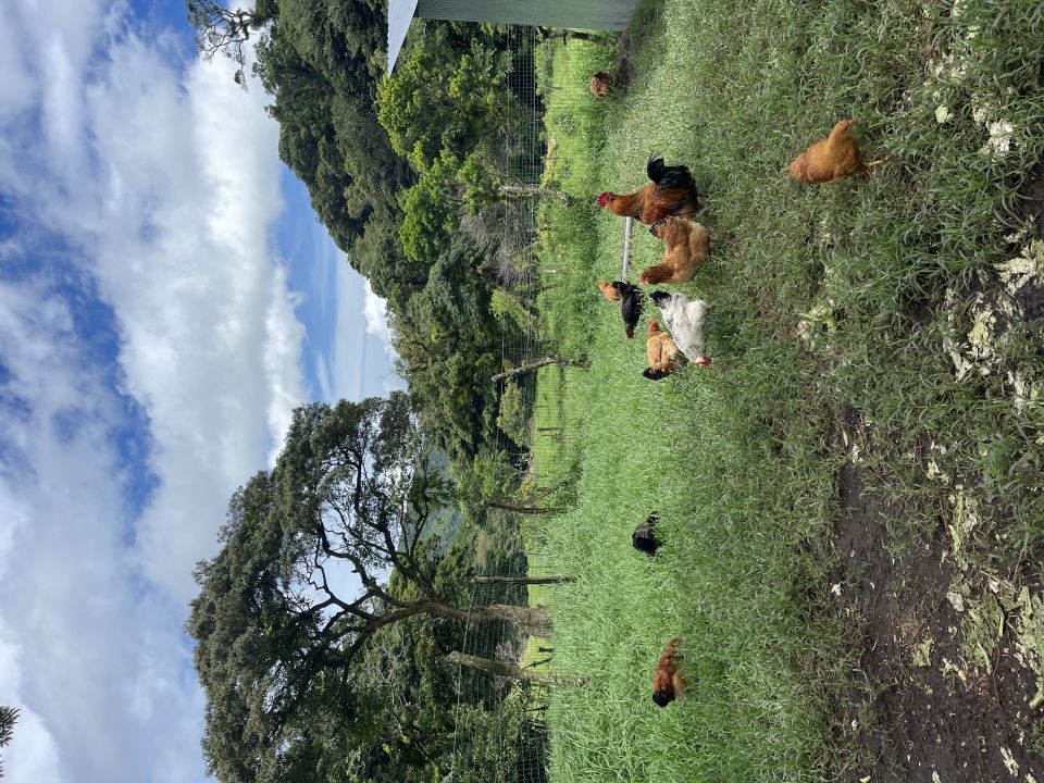 Photo for blog post Welcome to Monteverde!