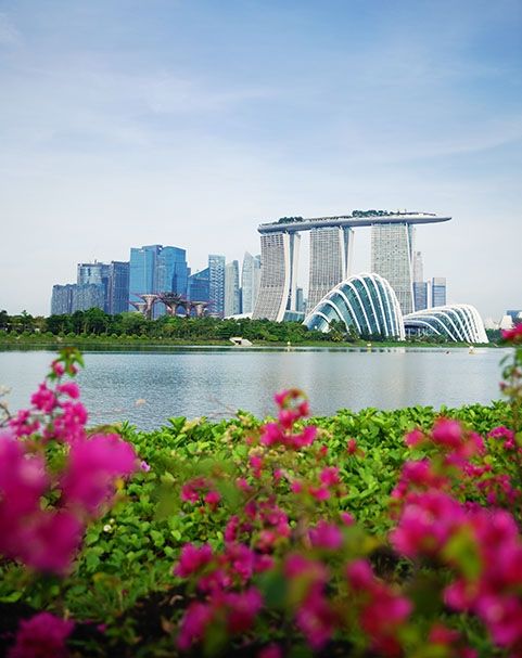 singapore flowers buildings