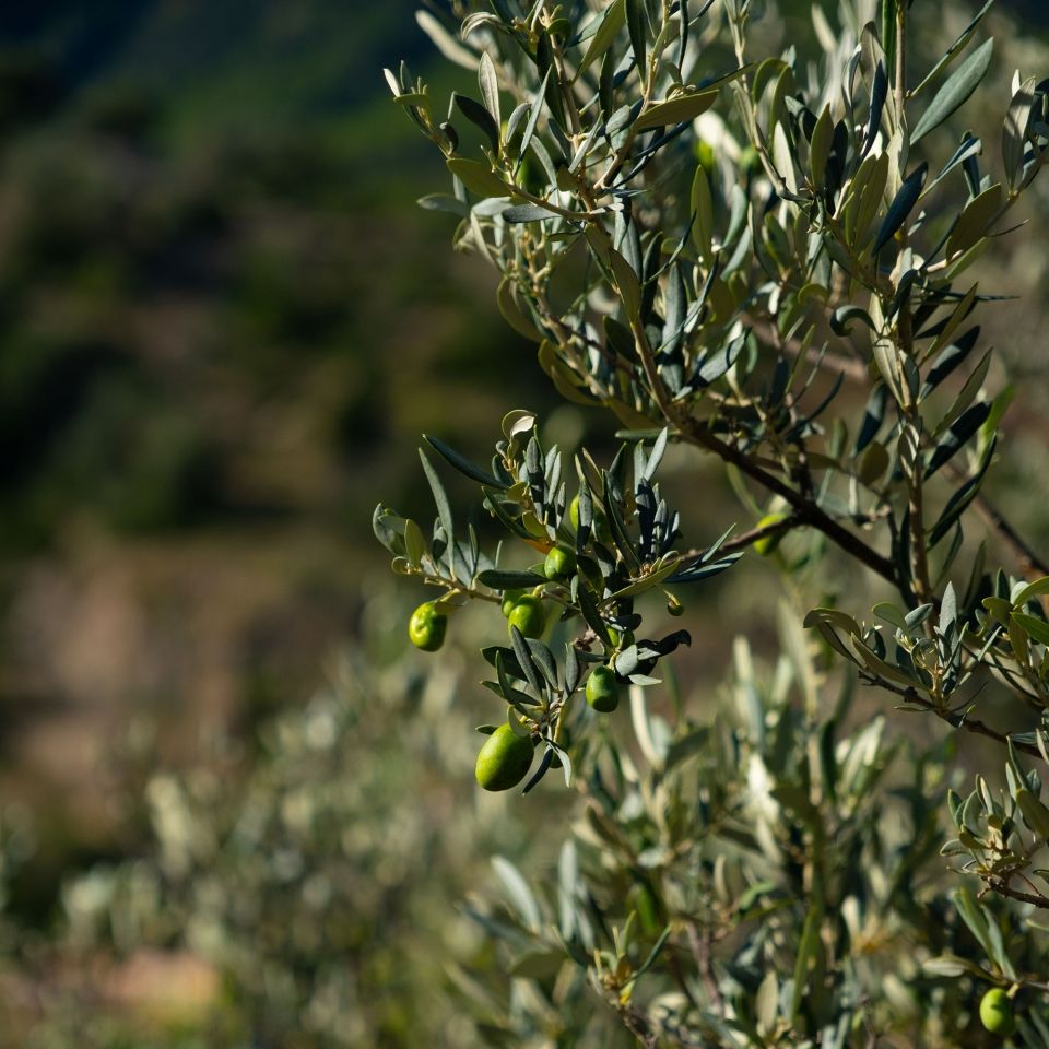olive tree in spain abroad
