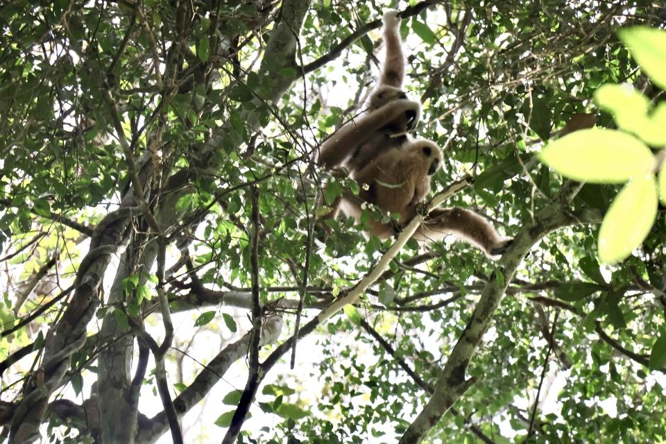 Gibbons in the wild 