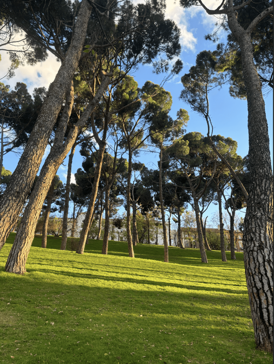 Trees in the Oeste