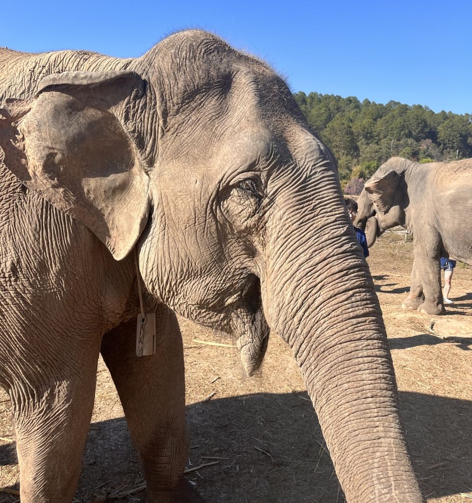 big elephants in a dusty field