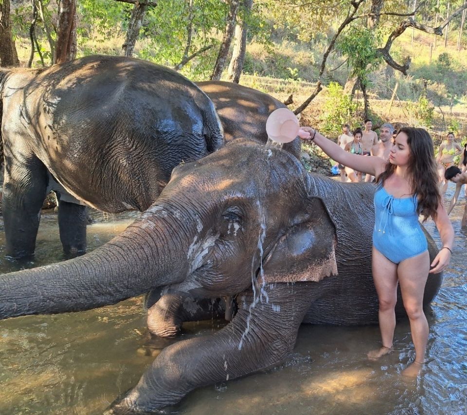 a young woman in a blue swimsuit pours water on an elephant in a creek as people throw water onto the elephant in the background