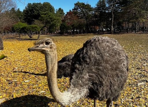 Ostritch at Nami Island