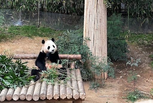 Fubao the panda eating bamboo