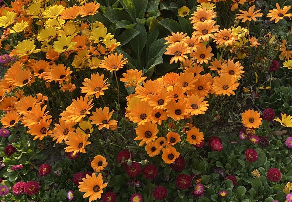 An assortment of flowers! Orange flowers are the majority and are in the centre of the arrangement. Bellow are red and pink, and above are yellow. 
