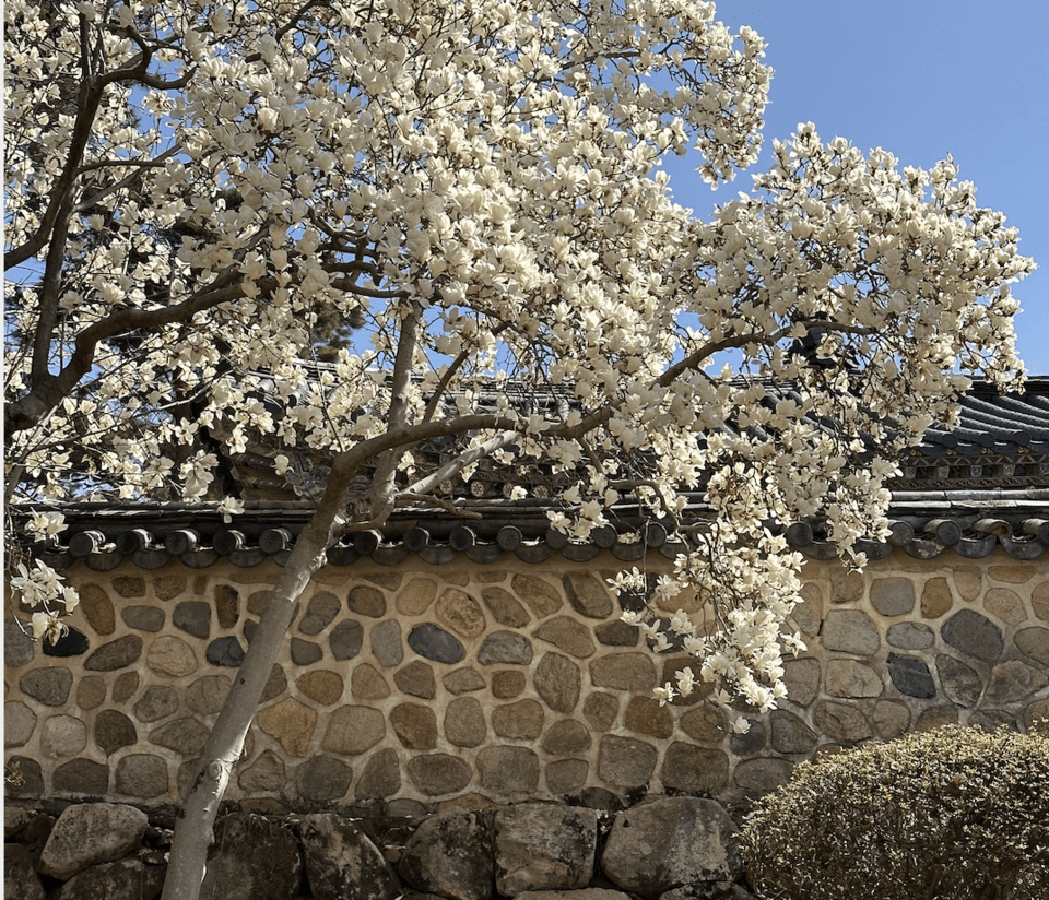 Magnolia Blossoms at Bulguksa Temple