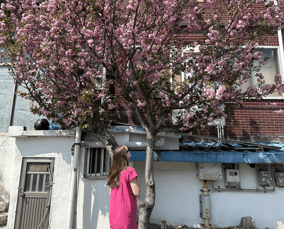 Kwanzan Cherry Tree