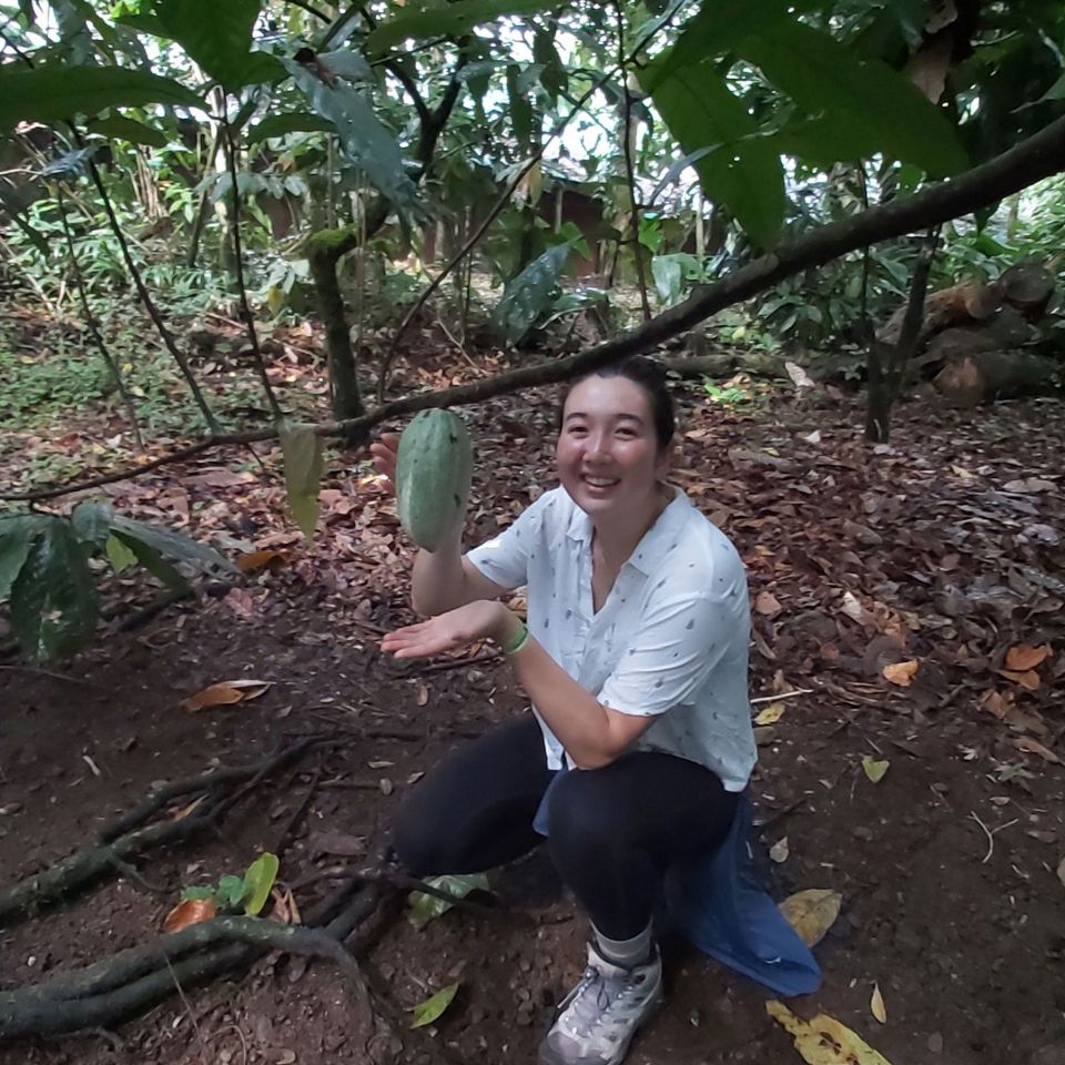 cacao fruit abroad