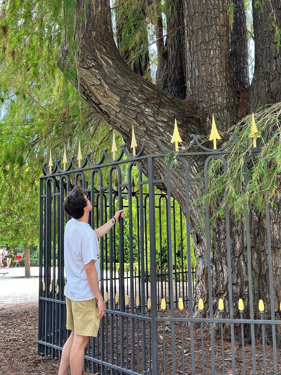 Tree