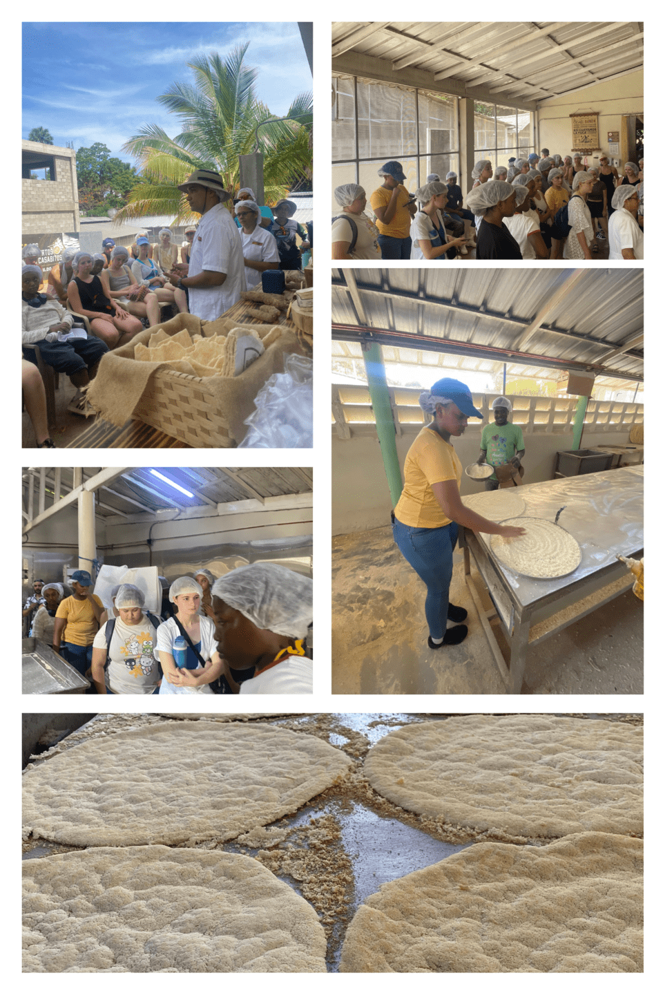 Cassava