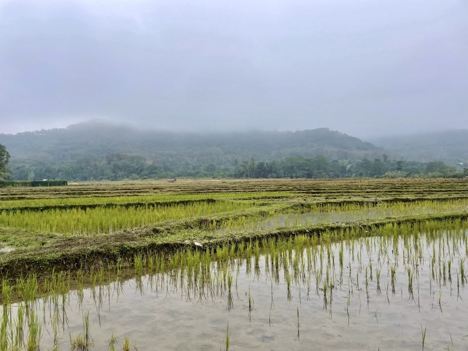 Rice Farm