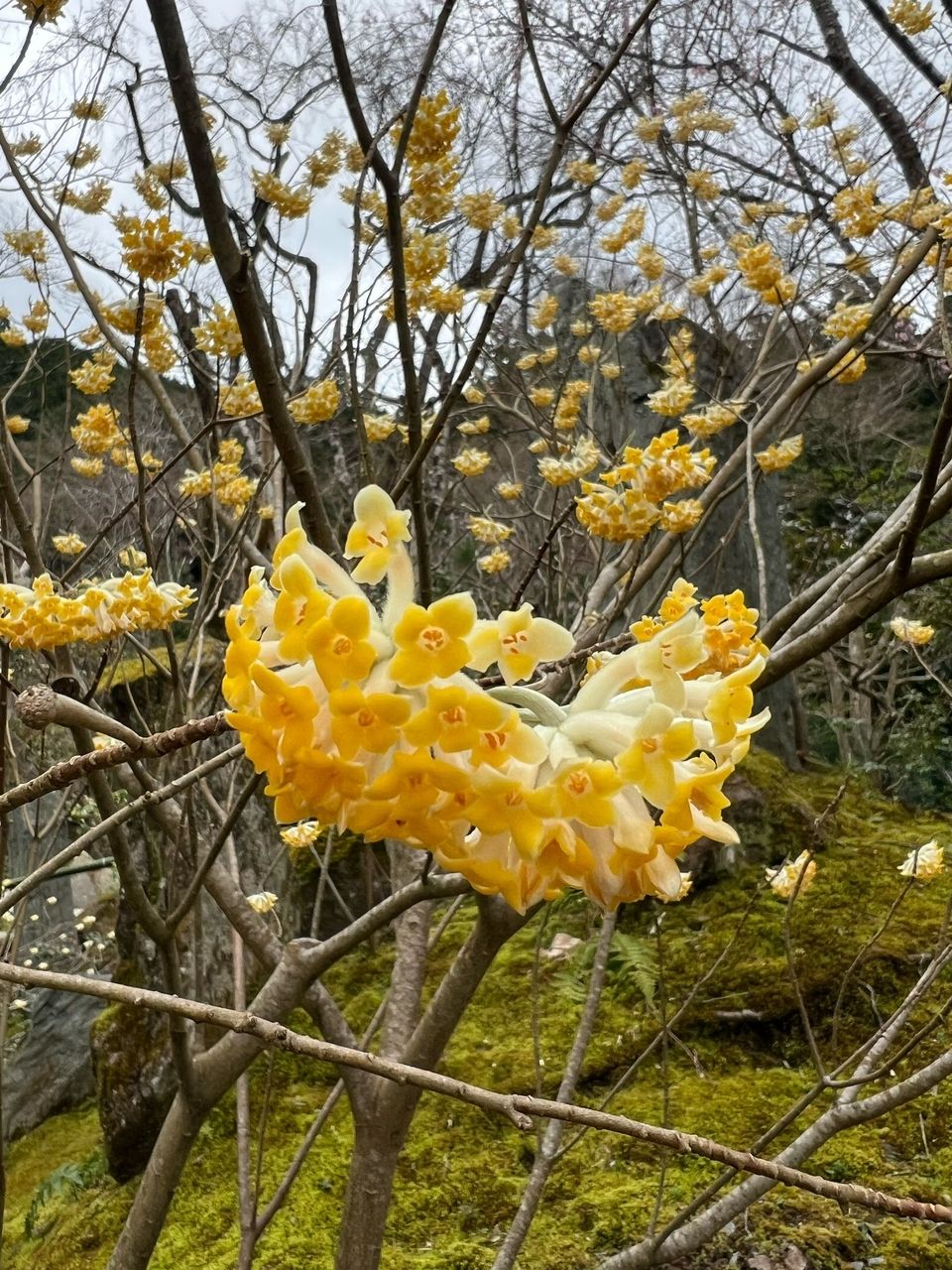 Mitsutama