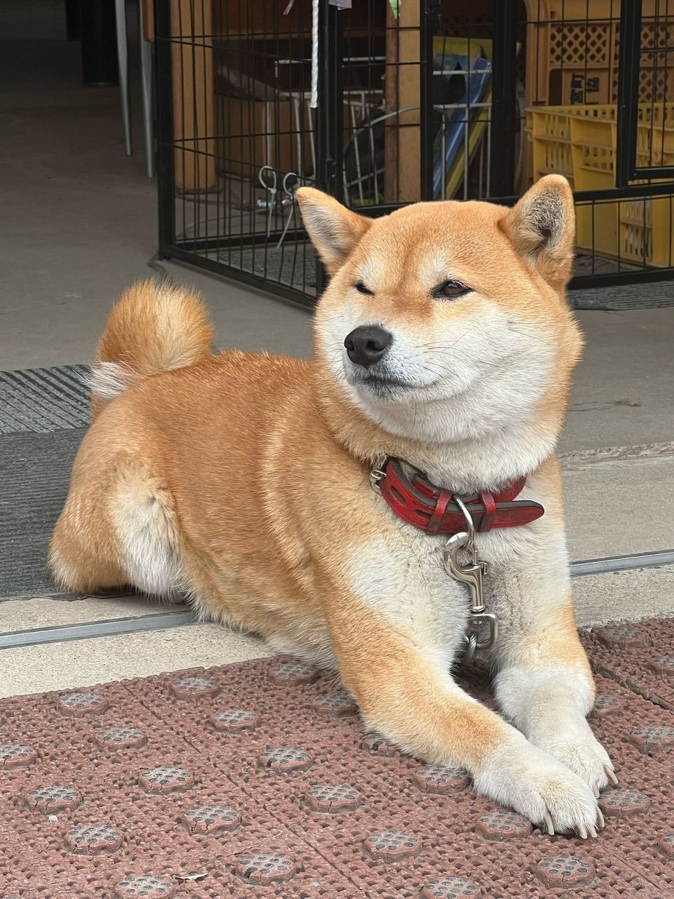 Shiba