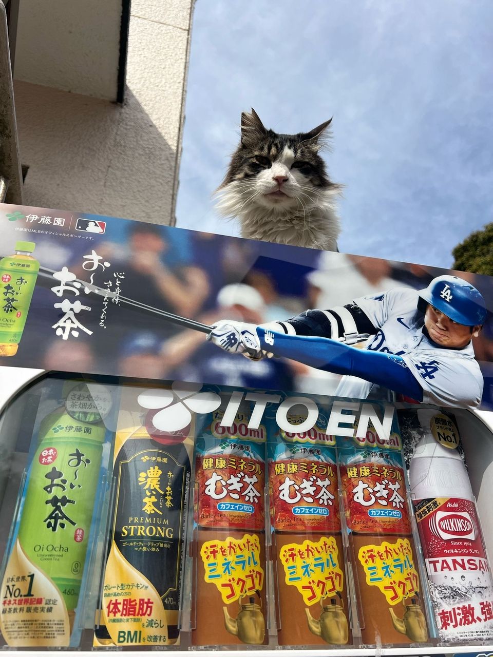 Neko