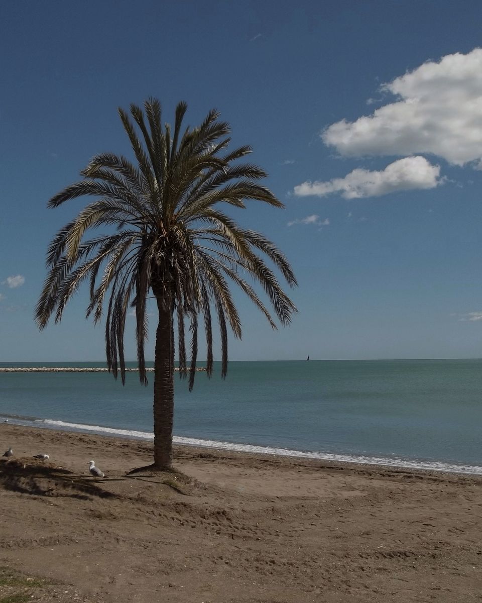 Malaga, Spain Beach Palm Tree