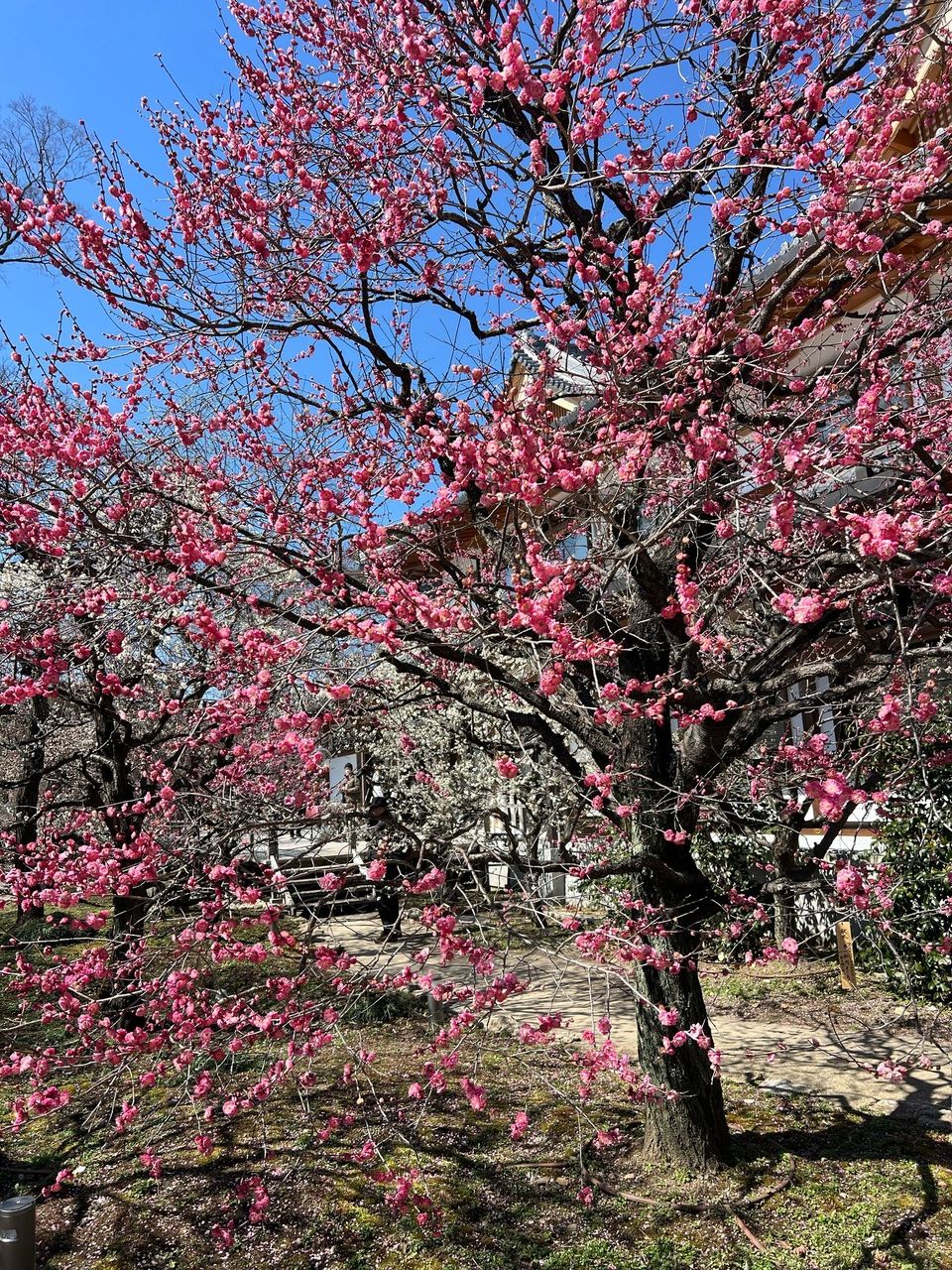 Ume