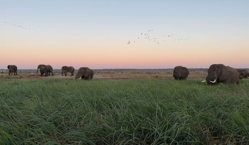 Elephants at sunset on our Chobe River boat cruise