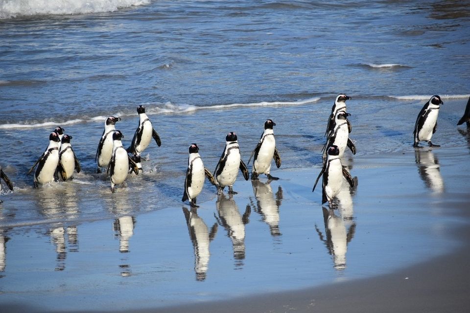 African penguins at Boulders Beach