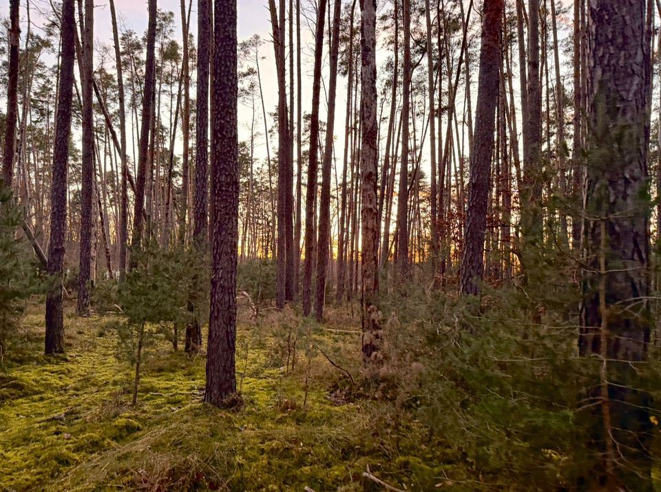 Walking through the forest, wishing for snow