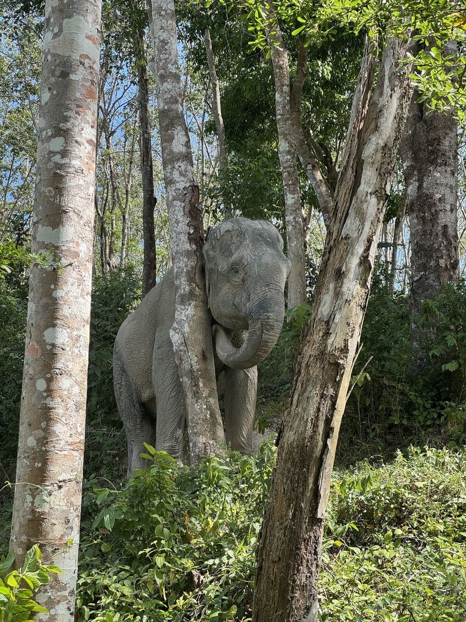 An elephant at the sanctuary