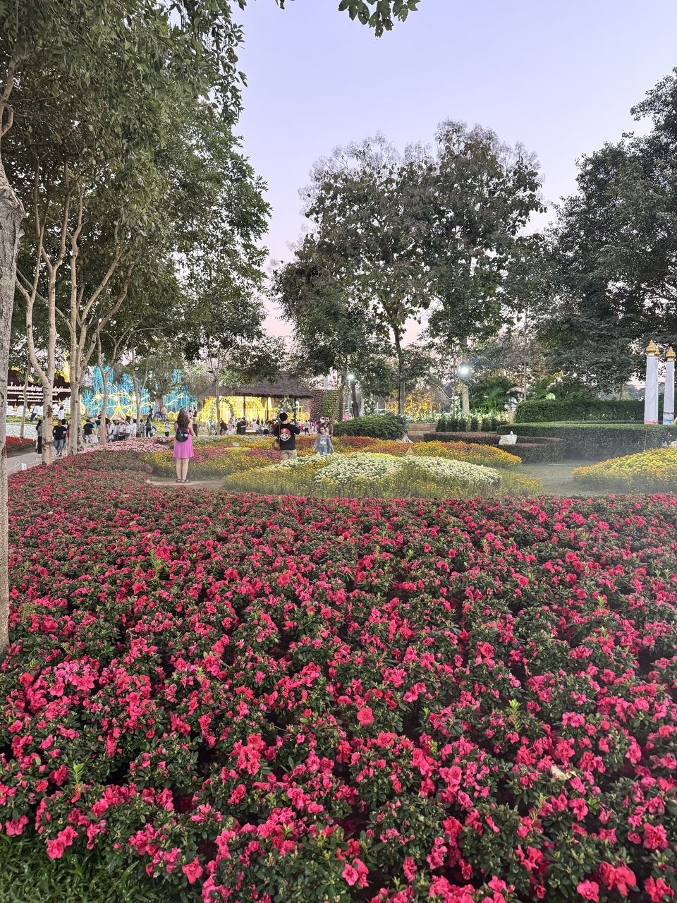 Pink flowers at a festival in Chiang Mai