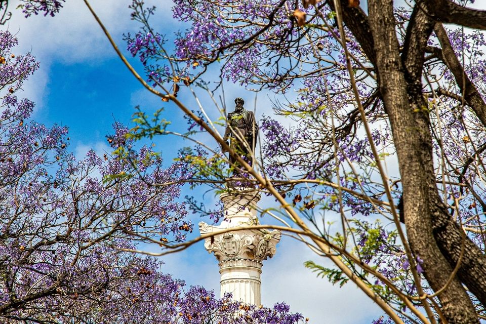 View of Statue in Lisbon Between Jacaranda Trees