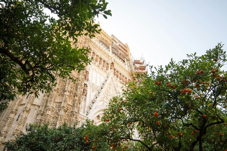 View of Catedral de Sevilla between orange trees in Seville