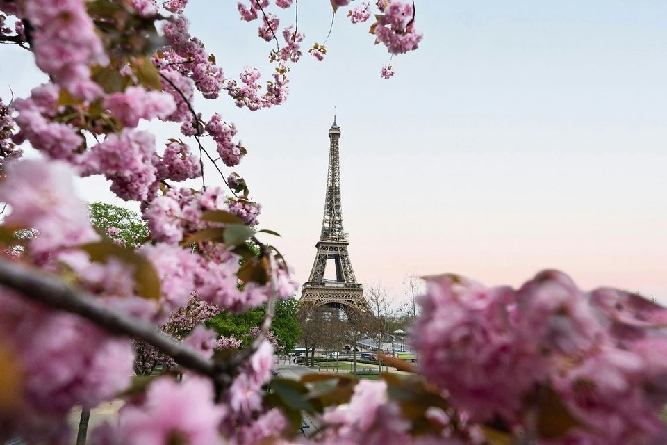 View of Eiffel Tower between flowering tree branches in Paris